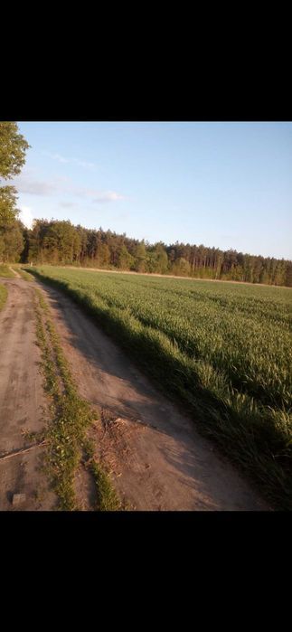 Działka rolna Joachimów-Mogiły. Zdjęcie 4
