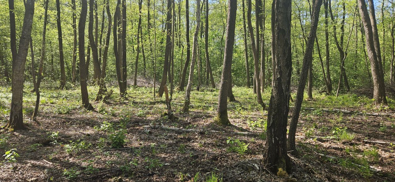 Działka rolno-budowlana Mościska, ul. Radziejowicka. Zdjęcie 3