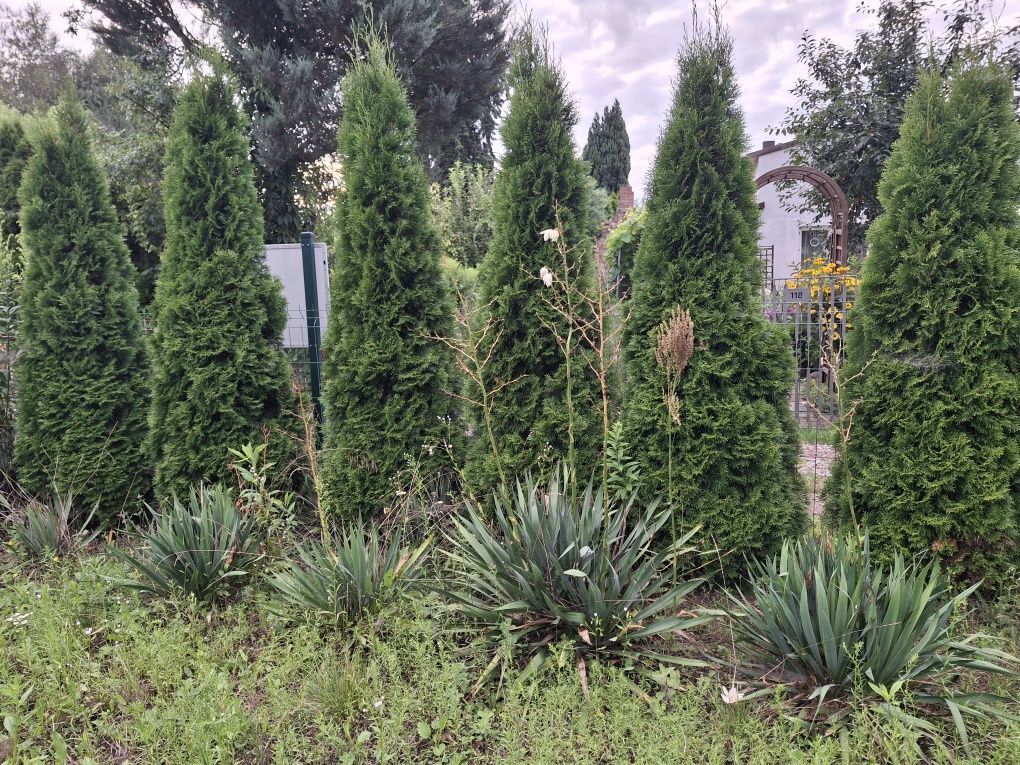 Działka rod Stęszew, ul. Kwiatowa. Zdjęcie 6