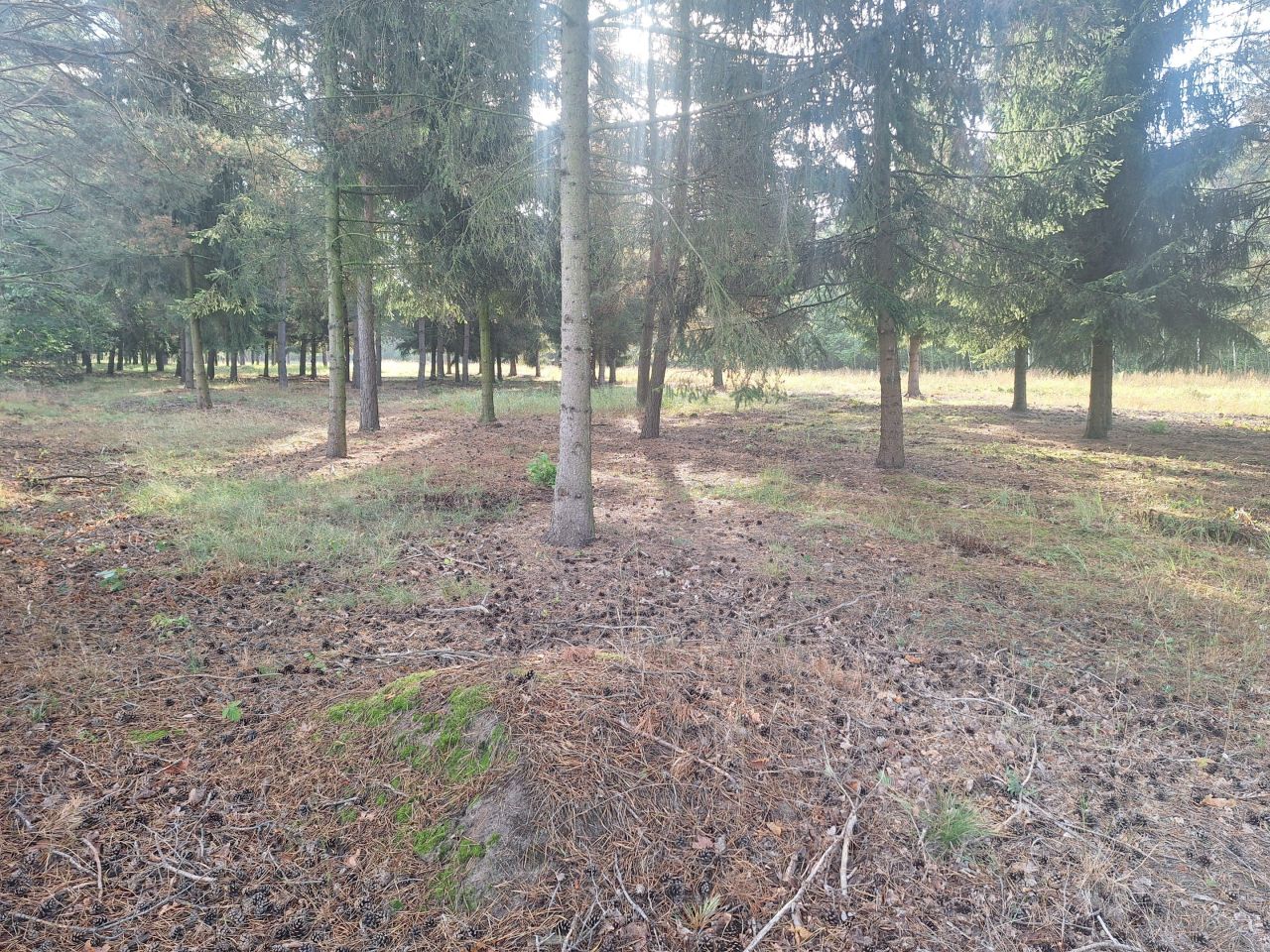 Działka budowlana Adamowizna, ul. Radziejowicka. Zdjęcie 8