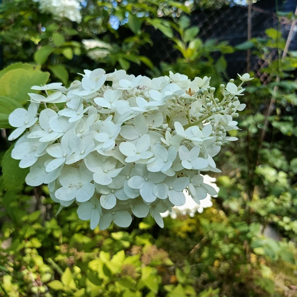 Działka rod Sosnowiec Pogoń. Zdjęcie 5