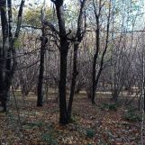 Działka leśna Żerosławice, działka nr 222. Zdjęcie 2