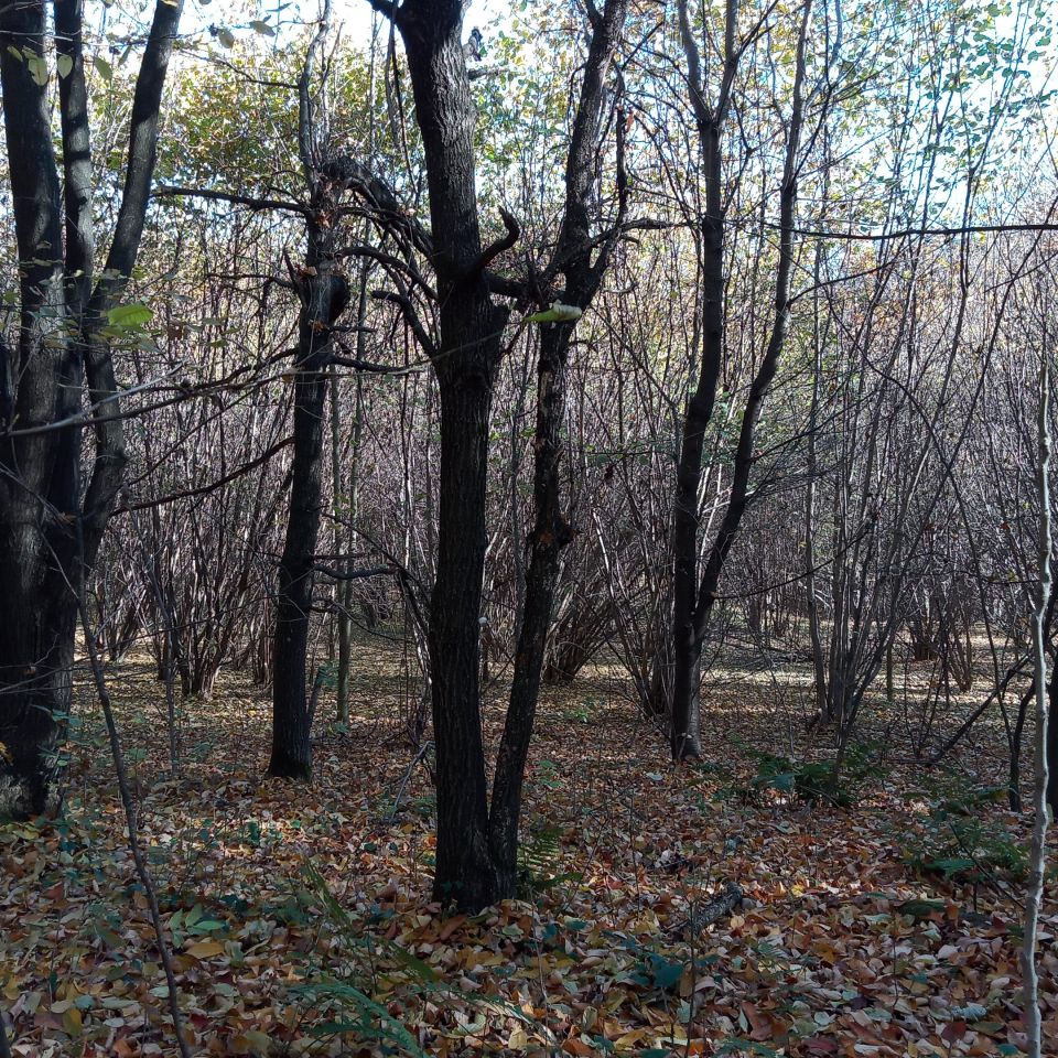 Działka leśna Żerosławice, działka nr 222. Zdjęcie 3