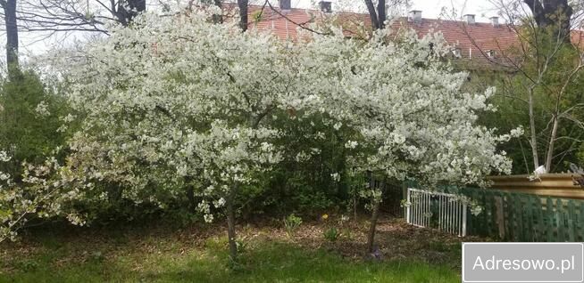 Działka rekreacyjna Wrocław, ul. Hutnicza