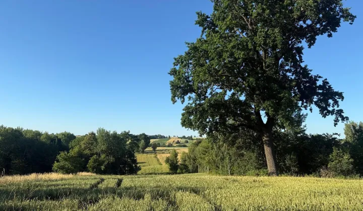 Działka siedliskowa Grzegorzowice