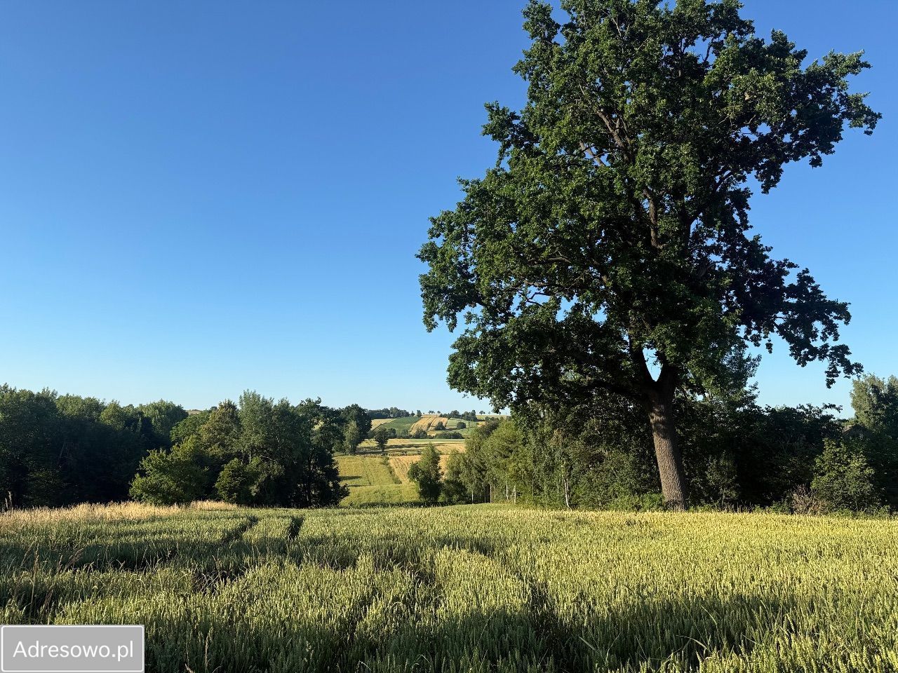 Działka siedliskowa Grzegorzowice