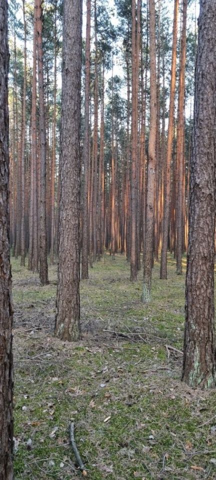 Działka leśna Ostrowy nad Okszą. Zdjęcie 2