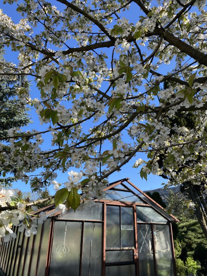 Działka rod Łódź Bałuty, ul. Hodowlana. Zdjęcie 2