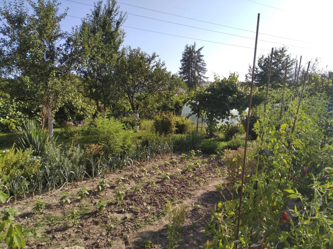 Działka rod Racibórz, ul. Opawska. Zdjęcie 4