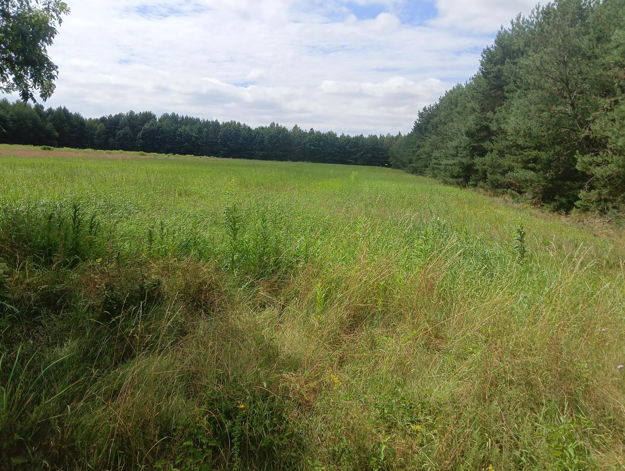 Działka budowlana Liszno