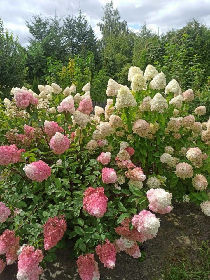 Działka rod Krotoszyn, ul. Polna. Zdjęcie 3