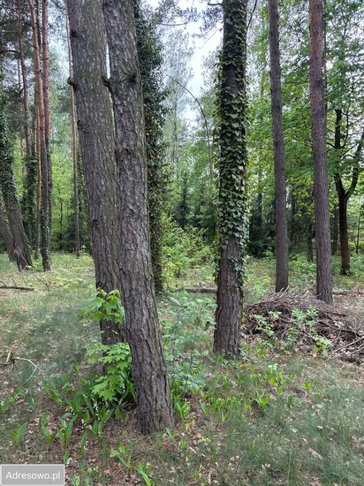 Działka budowlana Stróża, ul. Boczna. Zdjęcie 14