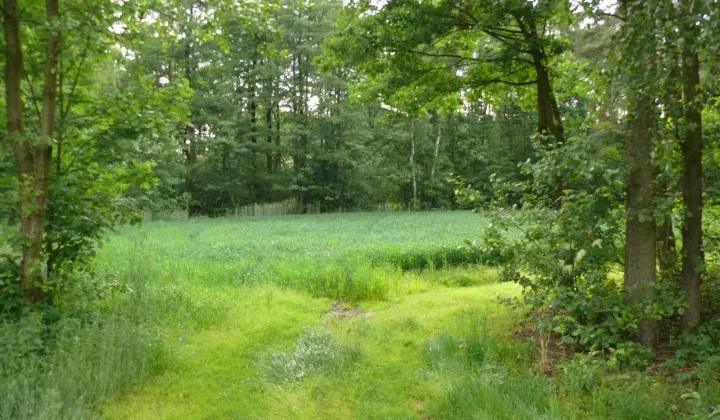 Działka rekreacyjna Złota