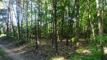 Działka leśna Sułkowo Borowe. Zdjęcie 3