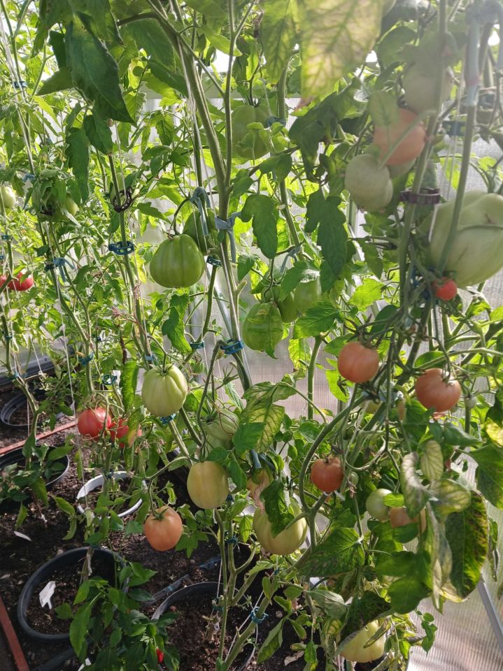 Działka rod Radzymin, ul. Polskiej Organizacji Wojskowej. Zdjęcie 7