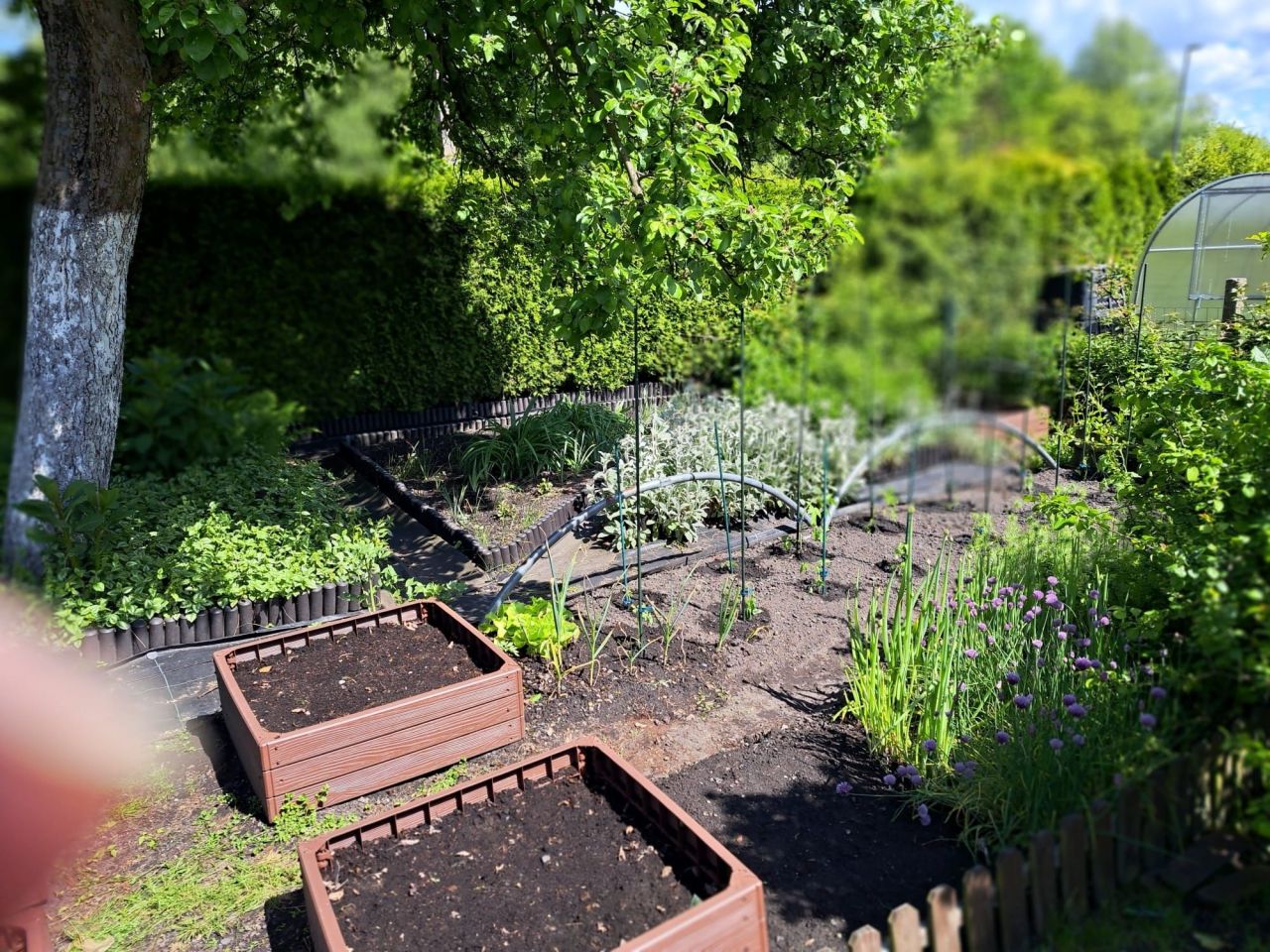 Działka rod Zabrze Biskupice, ul. Wojciecha Drzymały. Zdjęcie 3