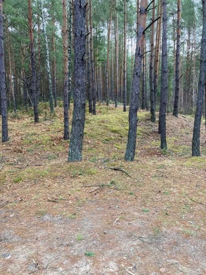 Działka leśna Łosie, ul. Brzozy. Zdjęcie 3