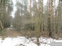 Działka leśna Sobolew, ul. Łaskarzewska. Zdjęcie 1