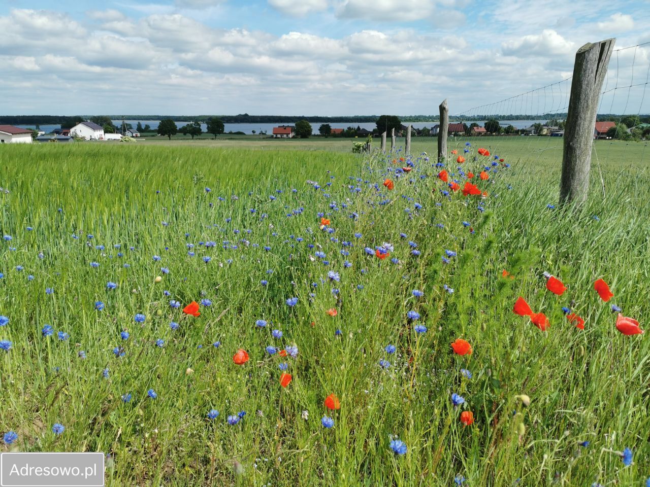 Działka rolno-budowlana Powidz, ul. Widokowa. Zdjęcie 11