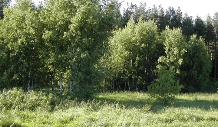 Działka budowlana Parszczyce, ul. Leśna