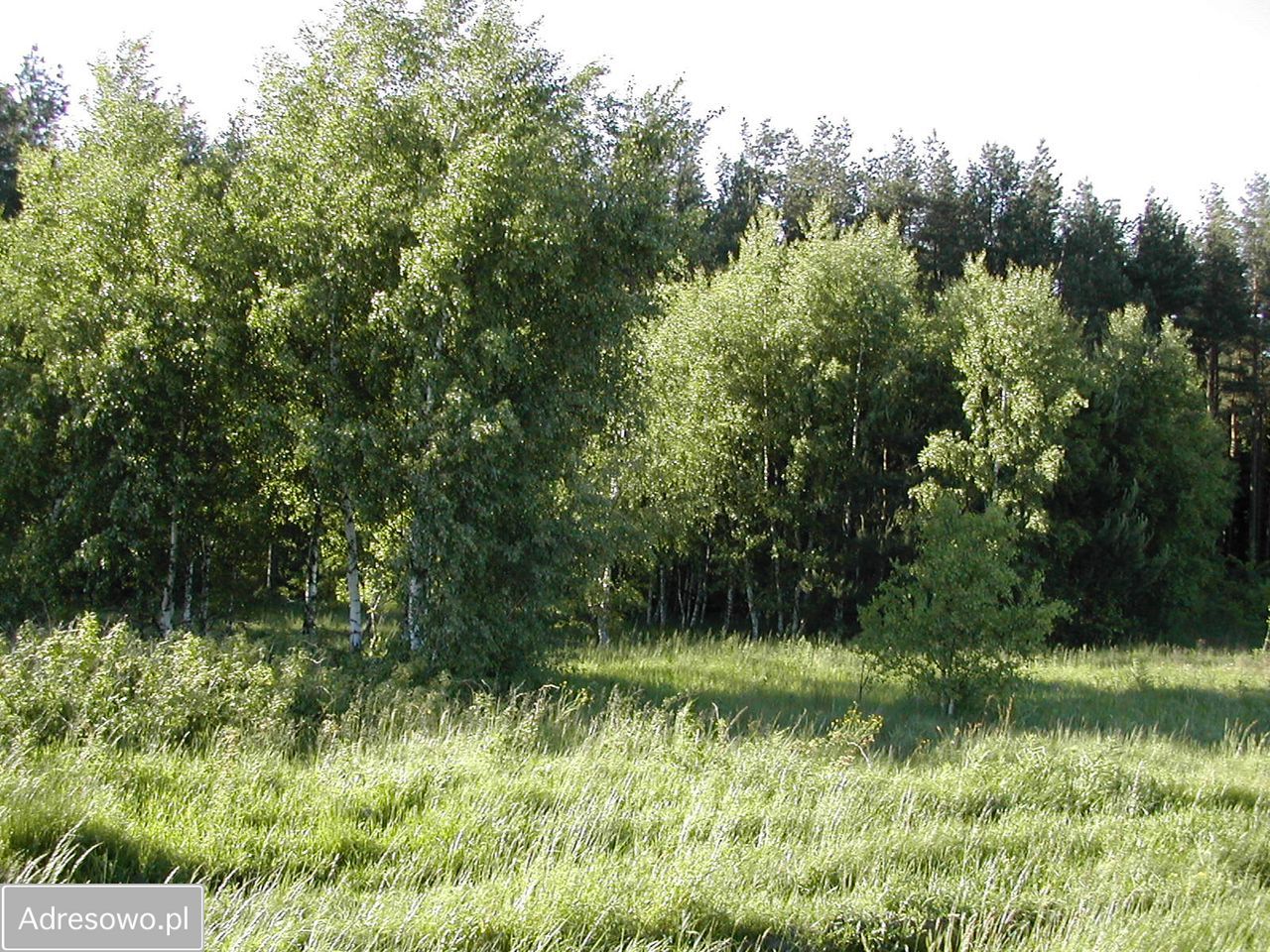 Działka budowlana Parszczyce, ul. Leśna