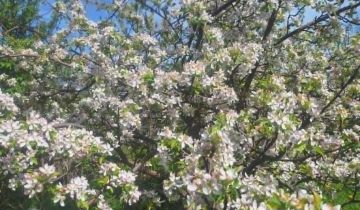 Działka rod Rumia Janowo