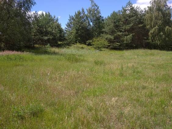 Działka rolno-budowlana Mniszki A Mniszki B. Zdjęcie 3