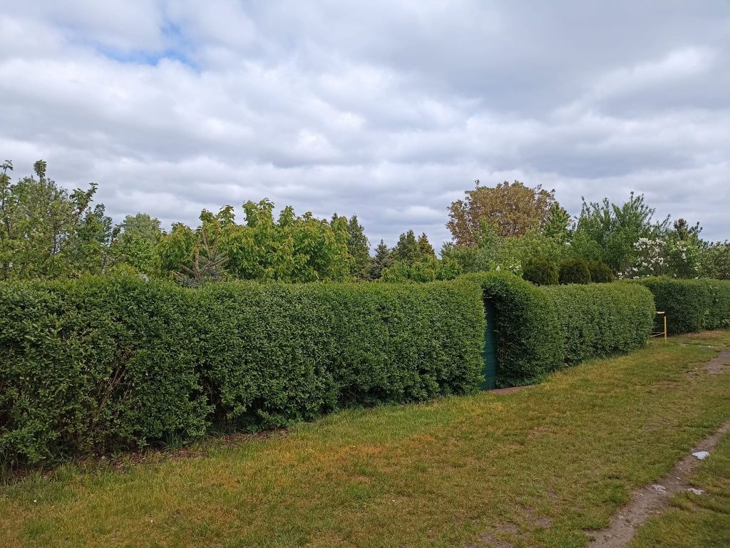 Działka rod Gliwice Sośnica, ul. Władysława Sikorskiego. Zdjęcie 6