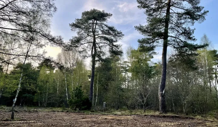 Działka leśna Chłapowo, ul. Władysławowska