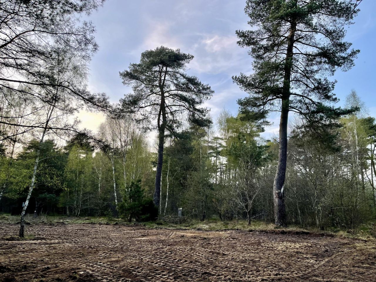 Działka leśna Chłapowo, ul. Władysławowska