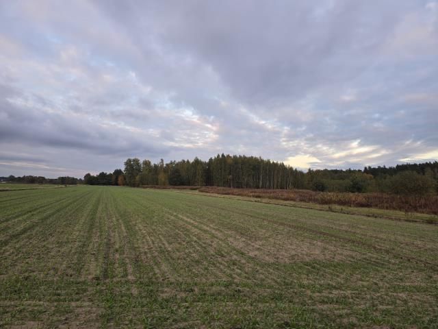 Działka rolno-budowlana Krzywica. Zdjęcie 3