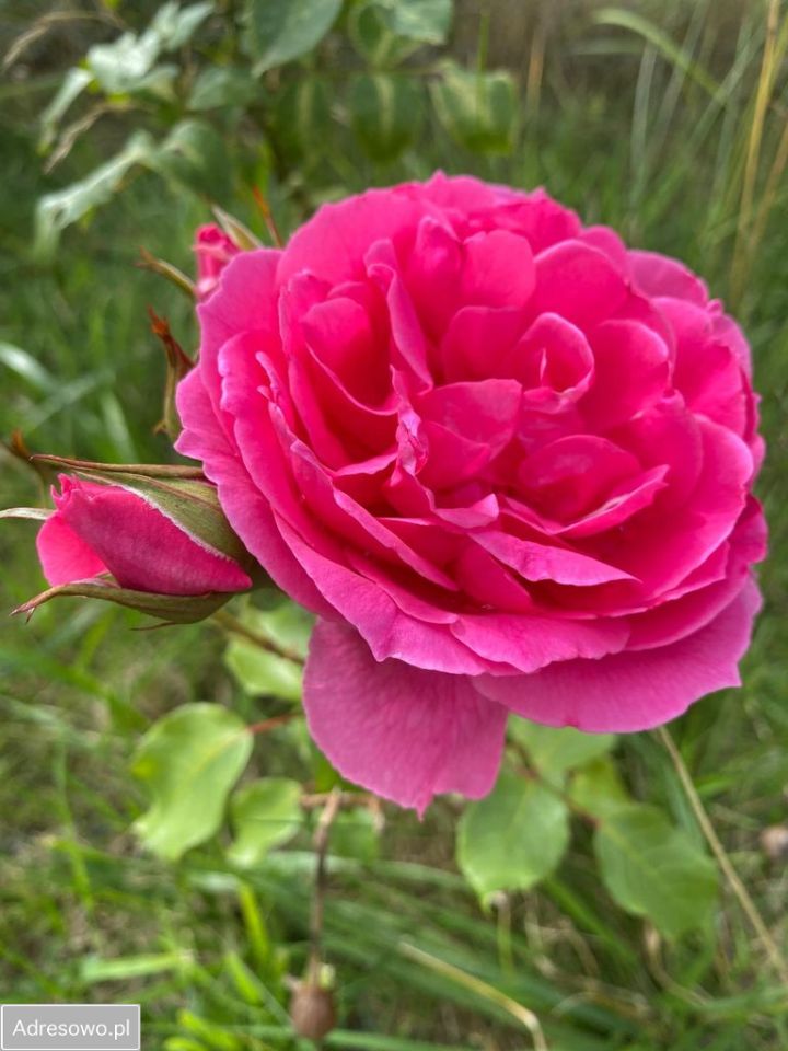 Działka budowlana Tyborów. Zdjęcie 19