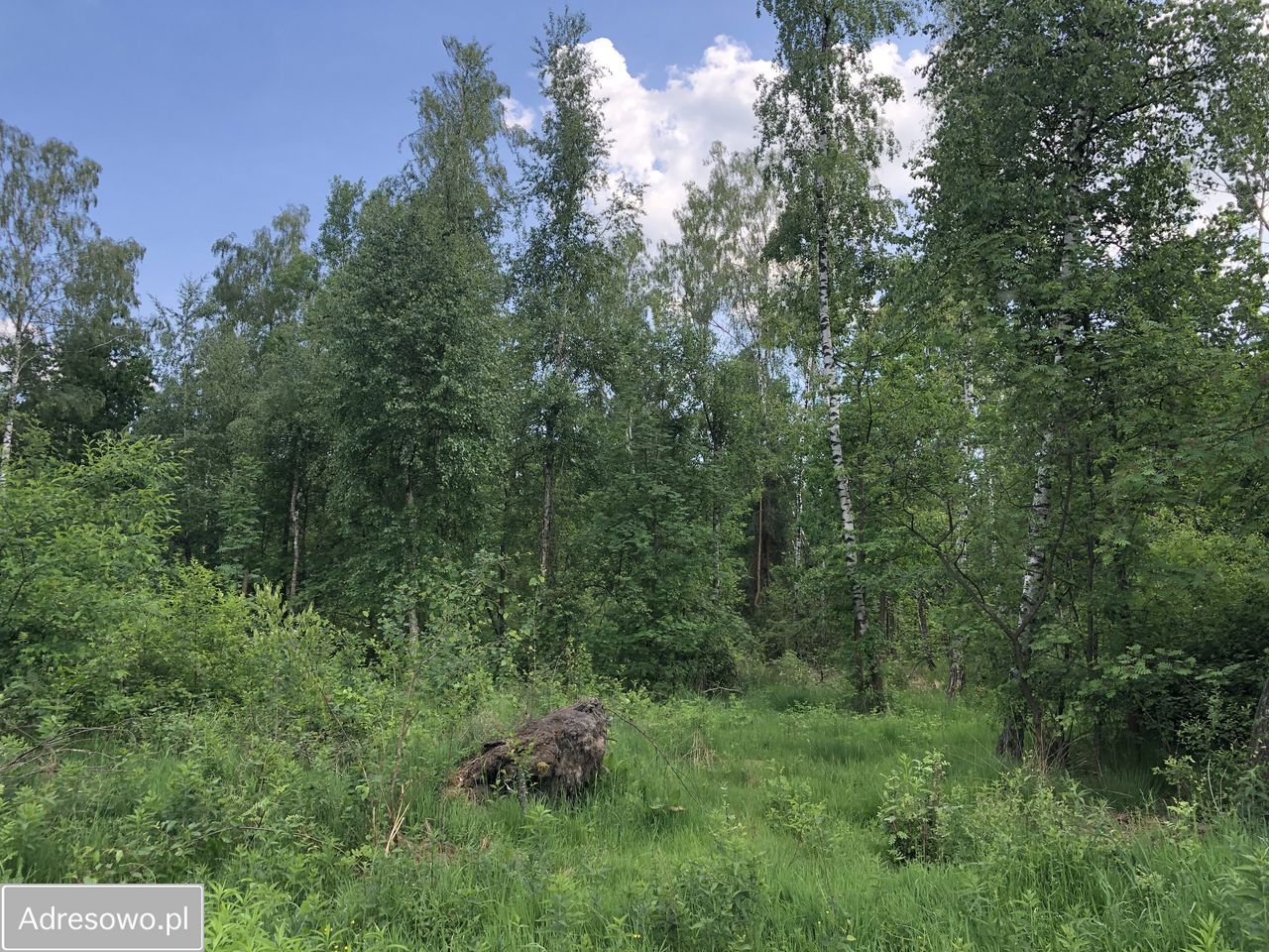 Działka rolno-budowlana Ciepielów-Kolonia. Zdjęcie 5