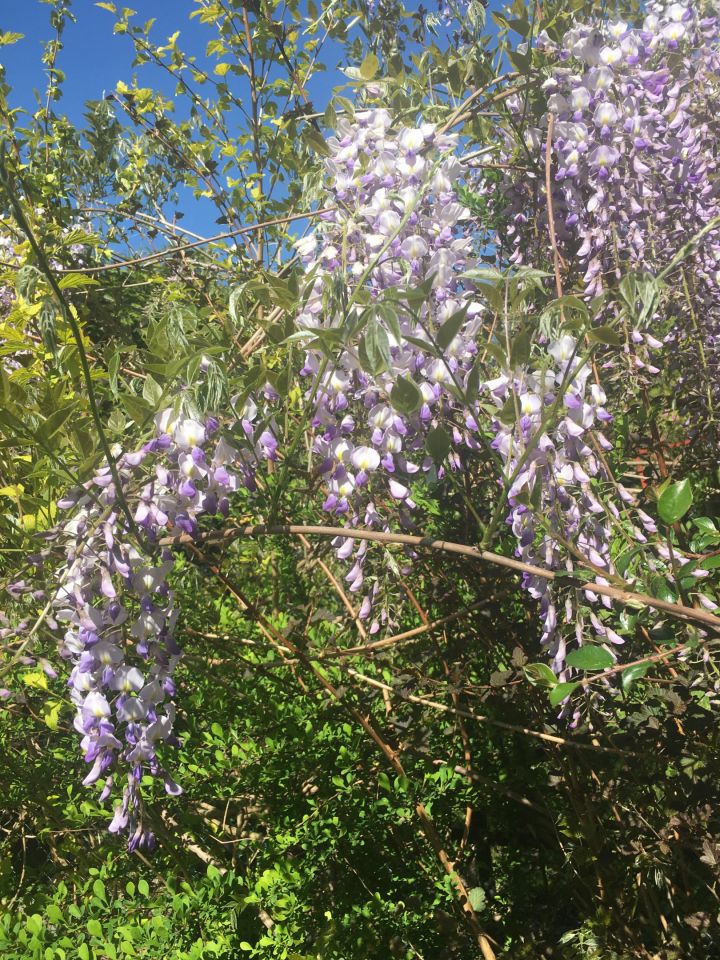 Działka rekreacyjna Czarne Małe. Zdjęcie 50