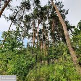 Działka budowlana Nowe Miasto Lubawskie Kornatki. Zdjęcie 4