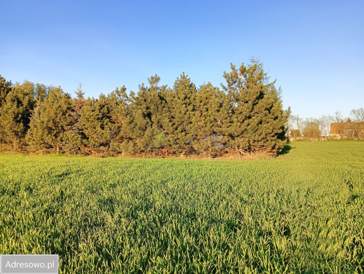 Działka budowlana Cykowo. Zdjęcie 10