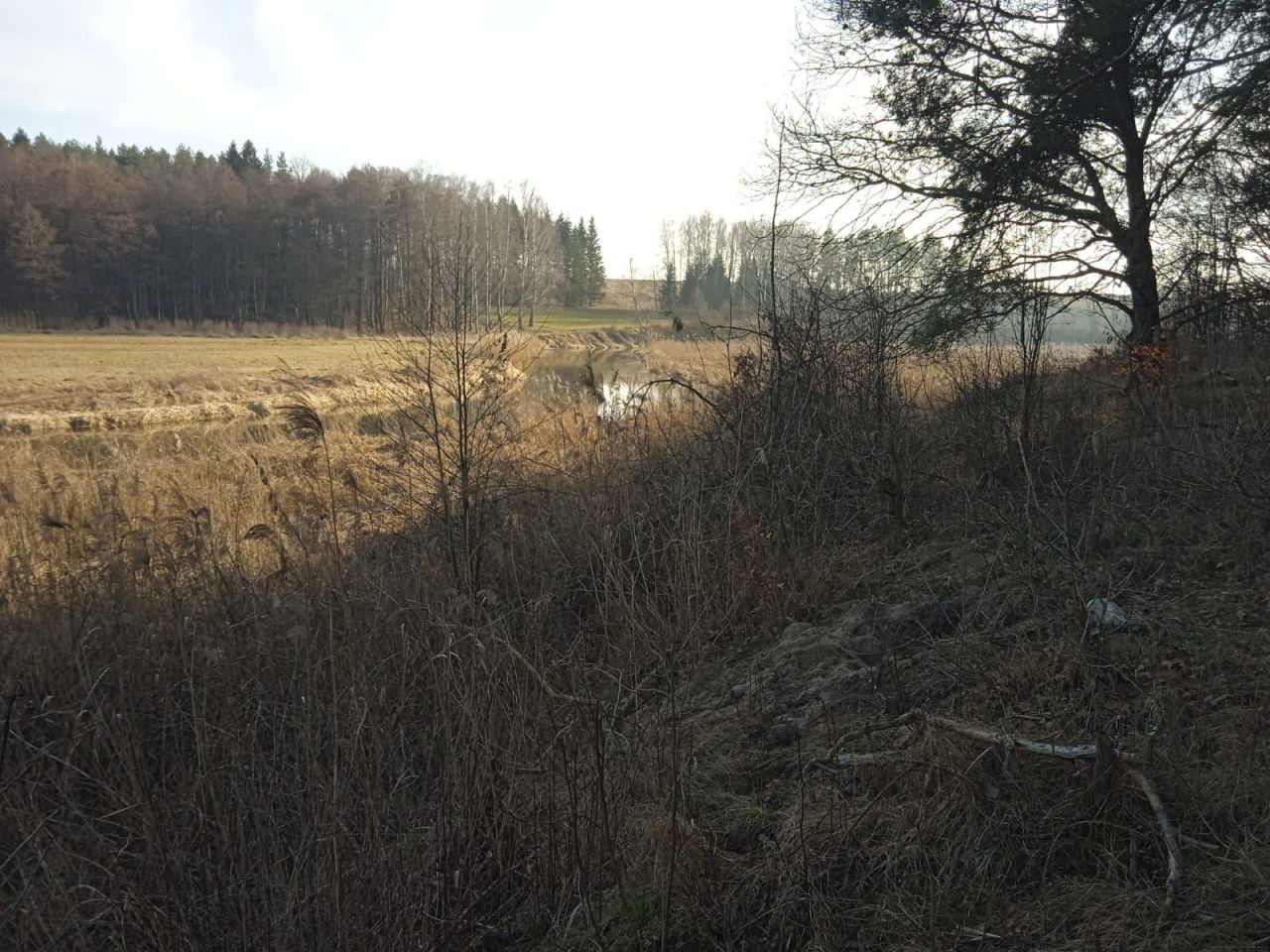 Działka rolna Bobrownik. Zdjęcie 6