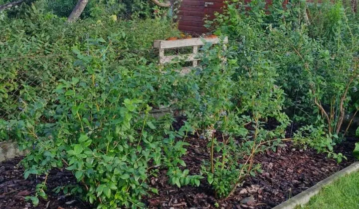 Działka rod Koszalin Jamno, ul. Władysława IV