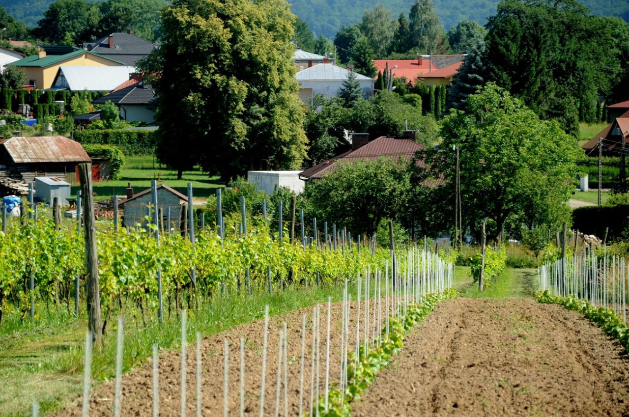 Działka rolna Jedlicze Męcinka, ul. Jesionowa. Zdjęcie 4