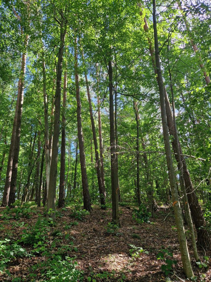Działka budowlana Giby. Zdjęcie 3