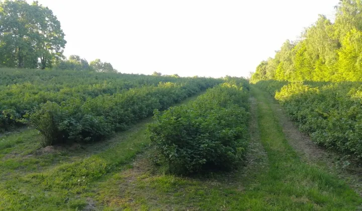 Działka rolna Wąwolnica