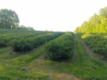 Działka rolna Wąwolnica