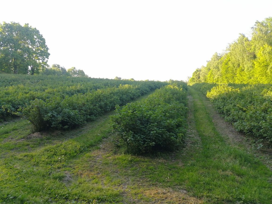 Działka rolna Wąwolnica