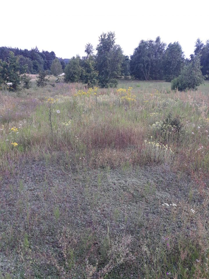 Działka rolno-budowlana Rzeczków. Zdjęcie 4