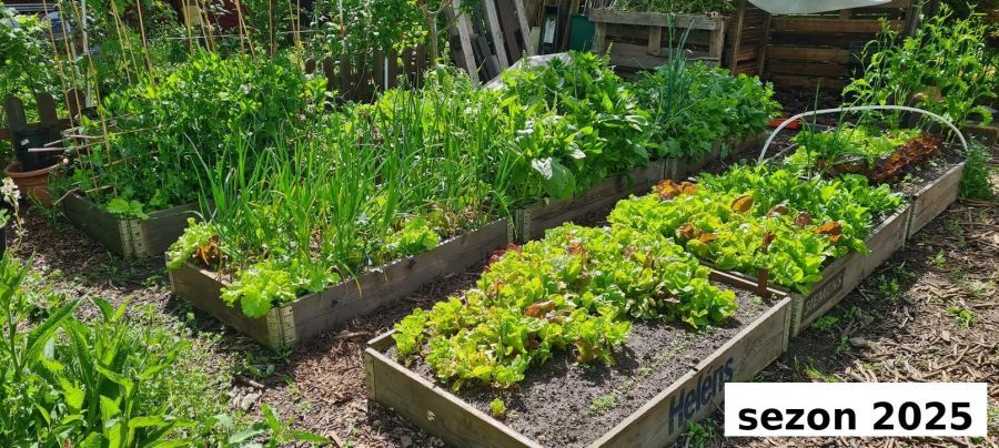 Działka rod Gdańsk Stogi, ul. Ugory. Zdjęcie 6