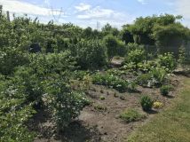 Działka rod Gorzów Wielkopolski, ul. Szarych Szeregów. Zdjęcie 2