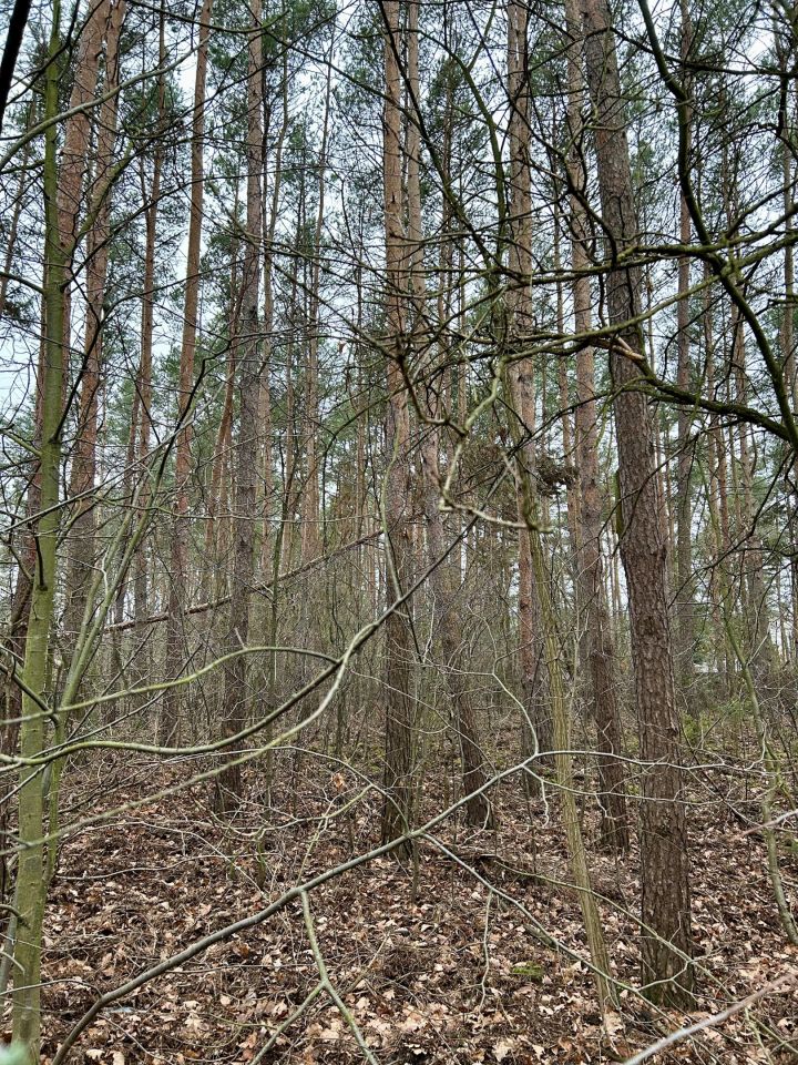 Działka leśna Legionowo, ul. Dębowa. Zdjęcie 6