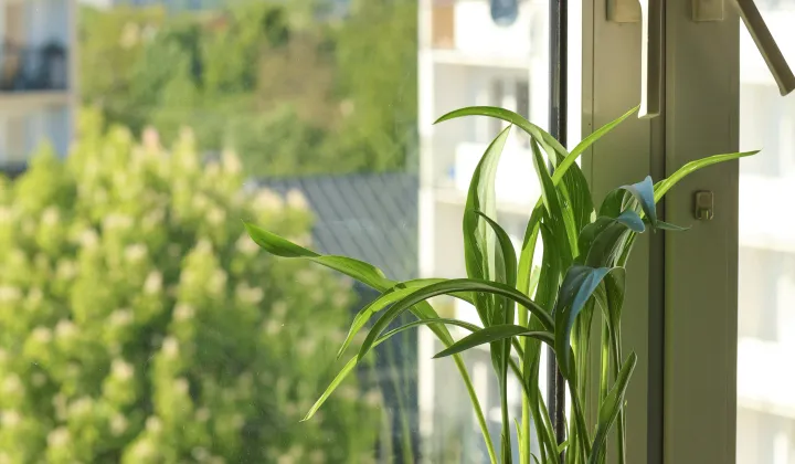 Mieszkanie 3-pokojowe Koszalin Przylesie, ul. Bukowa