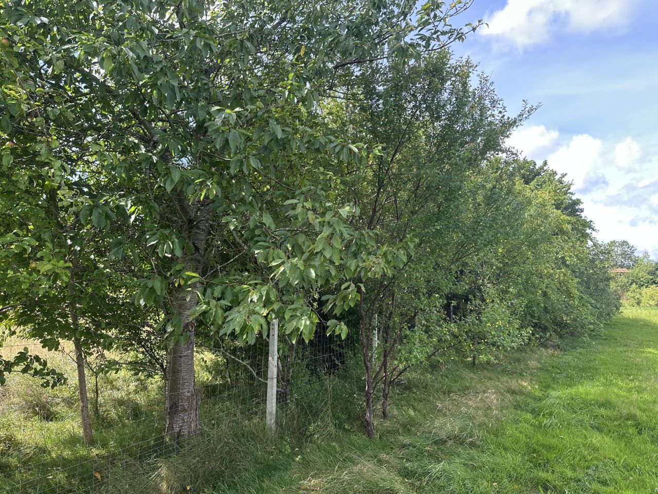 Działka budowlana Wojciechowo. Zdjęcie 8