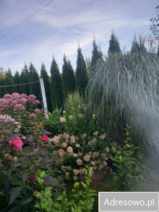 Działka rod Ostrowiec Świętokrzyski, ul. Niska. Zdjęcie 12